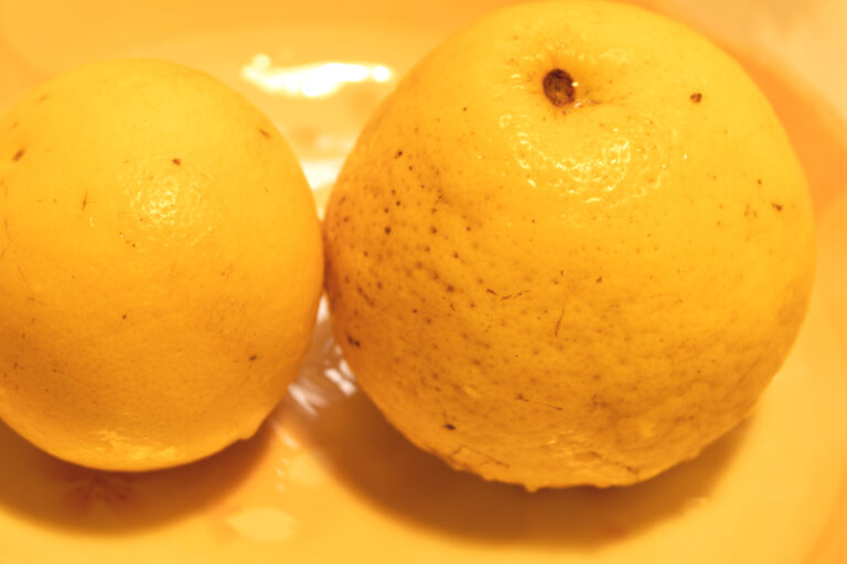日向夏