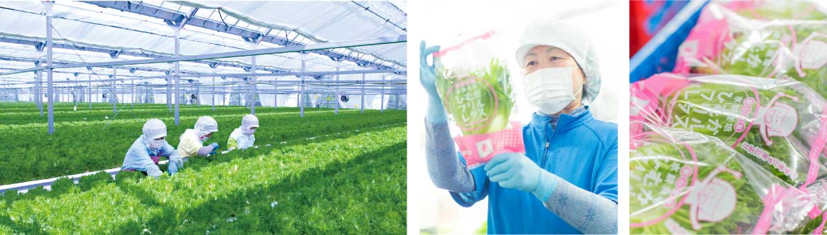 株式会社ひむか野菜光房